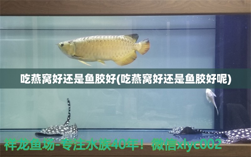 吃燕窩好還是魚膠好(吃燕窩好還是魚膠好呢)