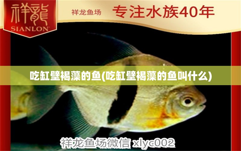 吃缸壁褐藻的魚(吃缸壁褐藻的魚叫什么) 廣州祥龍國際水族貿(mào)易