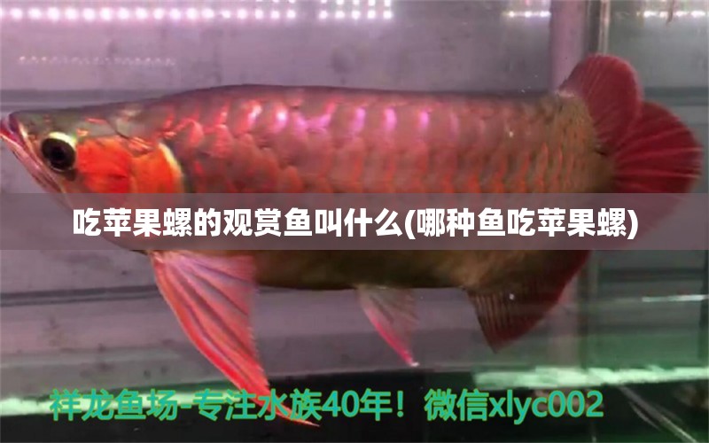 吃蘋果螺的觀賞魚叫什么(哪種魚吃蘋果螺) 白化巴西龜（白巴）