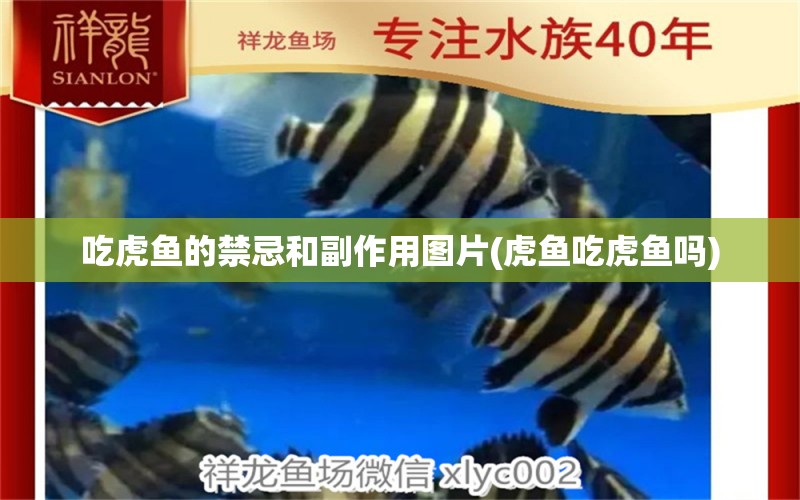 吃虎魚的禁忌和副作用圖片(虎魚吃虎魚嗎)