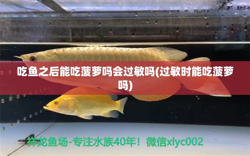 吃魚之后能吃菠蘿嗎會過敏嗎(過敏時能吃菠蘿嗎) 刀魚魚