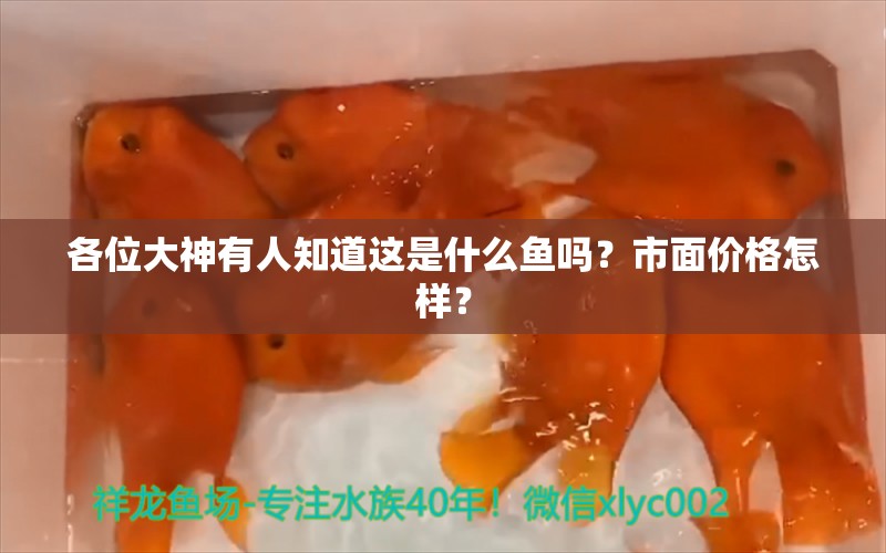 各位大神有人知道這是什么魚嗎？市面價格怎樣？