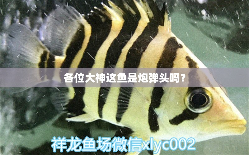 各位大神這魚是炮彈頭嗎？