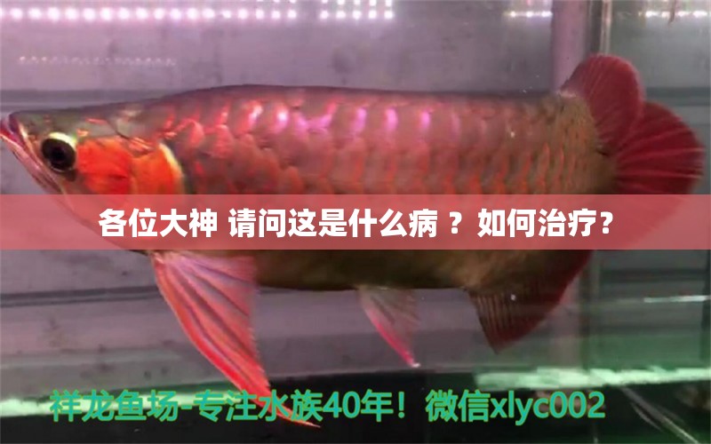 各位大神 請(qǐng)問這是什么病 ？如何治療？ 龍魚疾病與治療