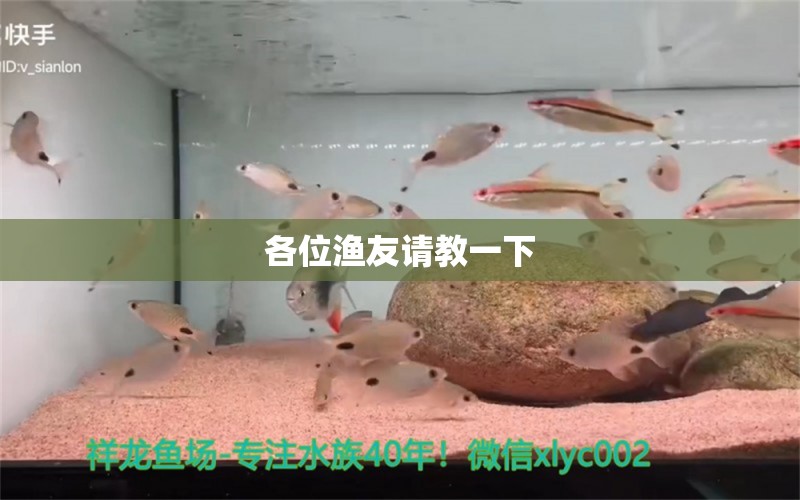 各位漁友請教一下 埃及神仙魚