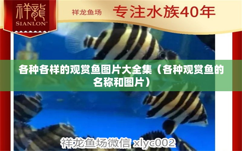 各種各樣的觀賞魚圖片大全集（各種觀賞魚的名稱和圖片） 黃寬帶蝴蝶魚