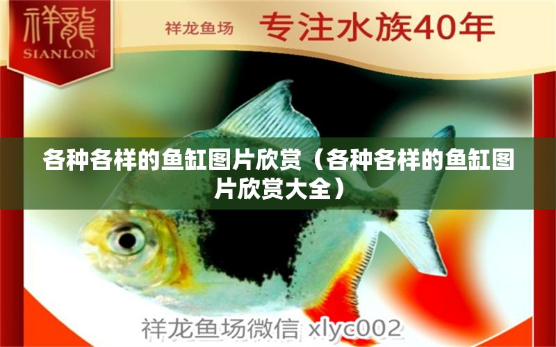 各種各樣的魚缸圖片欣賞（各種各樣的魚缸圖片欣賞大全）