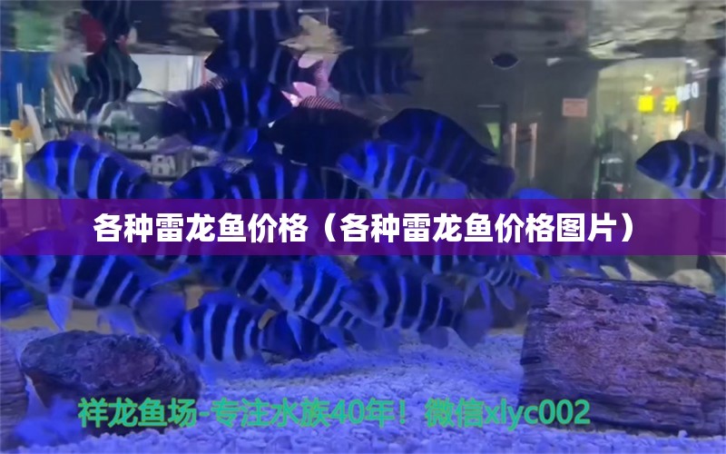 各種雷龍魚價(jià)格（各種雷龍魚價(jià)格圖片） 祥龍水族醫(yī)院