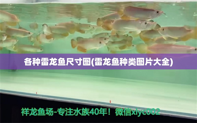 各種雷龍魚尺寸圖(雷龍魚種類圖片大全) 白子關(guān)刀魚