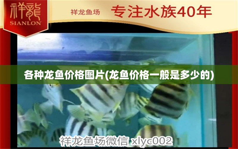 各種龍魚價格圖片(龍魚價格一般是多少的) 祥龍龍魚專用水族燈