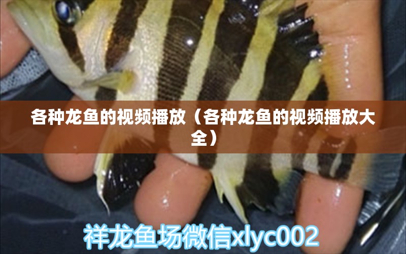 各種龍魚的視頻播放（各種龍魚的視頻播放大全）