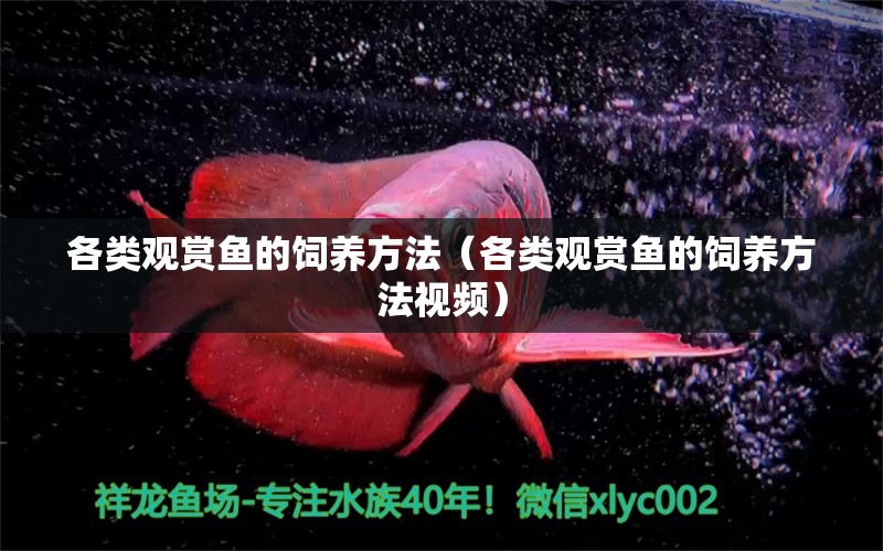 各類觀賞魚的飼養(yǎng)方法（各類觀賞魚的飼養(yǎng)方法視頻） 金三間魚