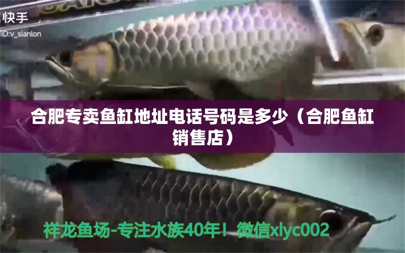 合肥專賣魚缸地址電話號(hào)碼是多少（合肥魚缸銷售店） 龍魚專用燈