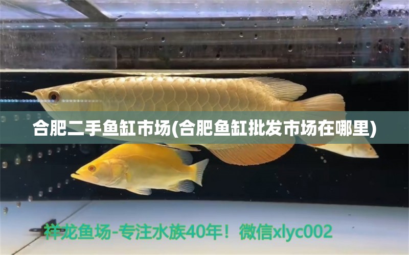 合肥二手魚缸市場(合肥魚缸批發(fā)市場在哪里) 狗仔招財(cái)貓魚