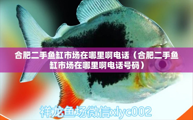 合肥二手魚缸市場在哪里啊電話（合肥二手魚缸市場在哪里啊電話號碼） 祥龍水族醫(yī)院