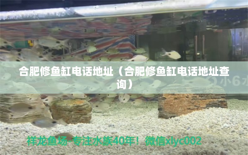 合肥修魚缸電話地址（合肥修魚缸電話地址查詢） 黑影道人魚