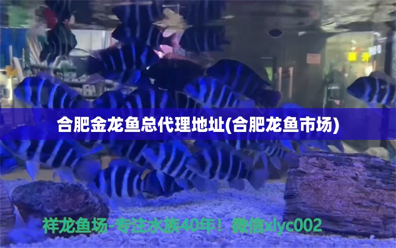 合肥金龍魚總代理地址(合肥龍魚市場(chǎng)) 水族品牌