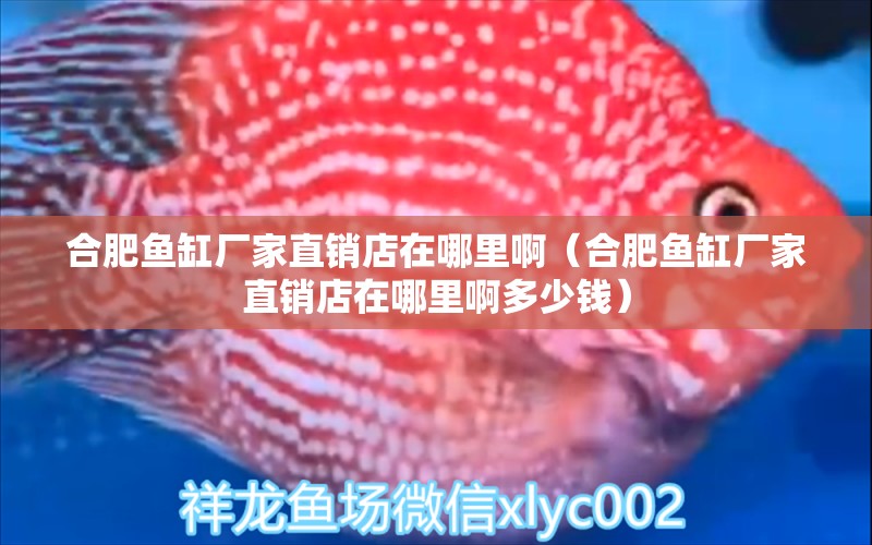 合肥魚缸廠家直銷店在哪里啊（合肥魚缸廠家直銷店在哪里啊多少錢）