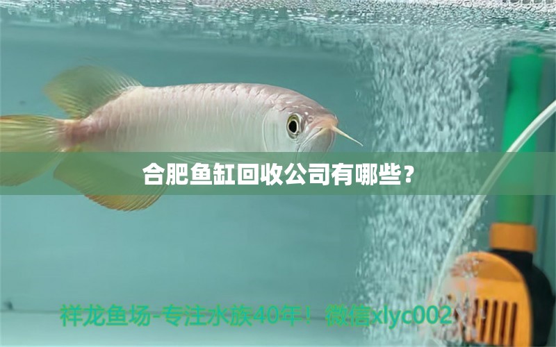 合肥魚缸回收公司有哪些？ 飛鳳魚