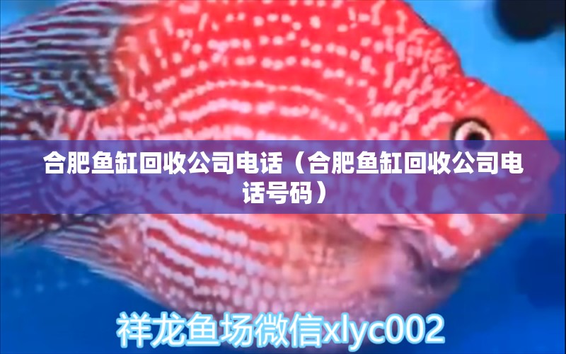 合肥魚缸回收公司電話（合肥魚缸回收公司電話號碼）