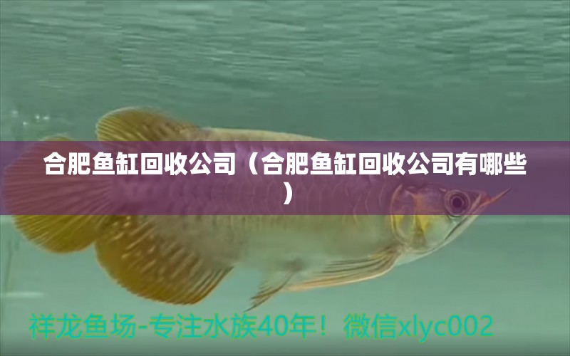 合肥魚缸回收公司（合肥魚缸回收公司有哪些）