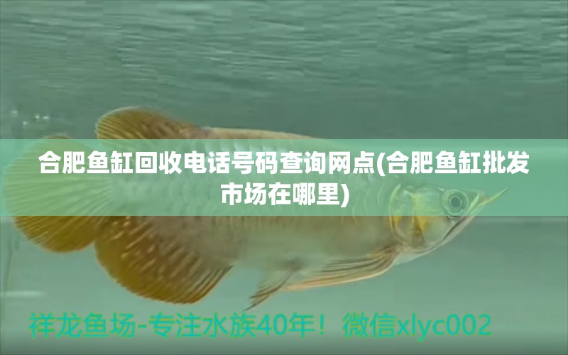 合肥魚缸回收電話號(hào)碼查詢網(wǎng)點(diǎn)(合肥魚缸批發(fā)市場(chǎng)在哪里) 白化巴西龜（白巴）