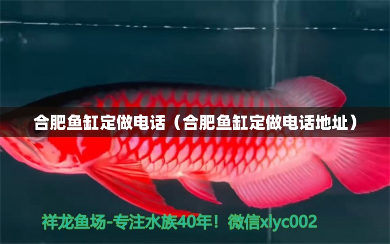 合肥魚缸定做電話（合肥魚缸定做電話地址） 青龍魚