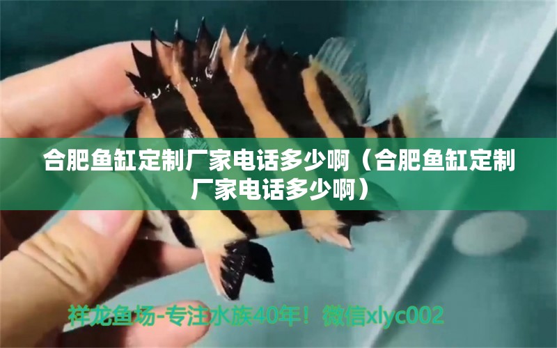 合肥魚(yú)缸定制廠家電話多少?。ê戏属~(yú)缸定制廠家電話多少?。?觀賞魚(yú)市場(chǎng)（混養(yǎng)魚(yú)）