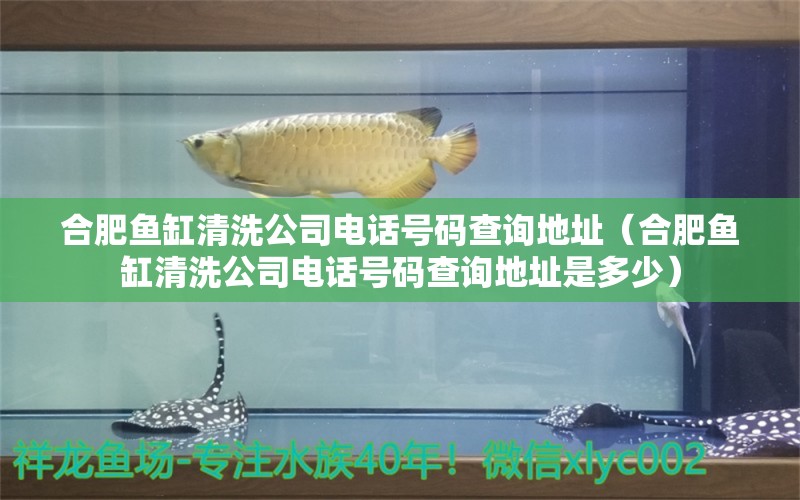 合肥魚缸清洗公司電話號碼查詢地址（合肥魚缸清洗公司電話號碼查詢地址是多少） 祥龍水族醫(yī)院