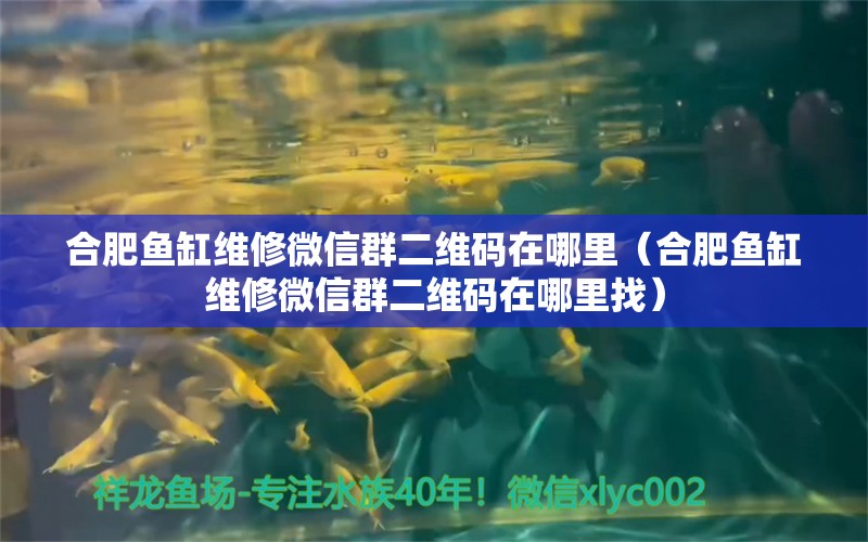 合肥魚缸維修微信群二維碼在哪里（合肥魚缸維修微信群二維碼在哪里找）