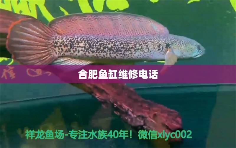 合肥魚缸維修電話