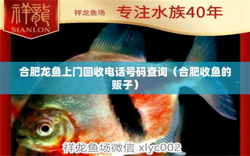 合肥龍魚上門回收電話號(hào)碼查詢（合肥收魚的販子）