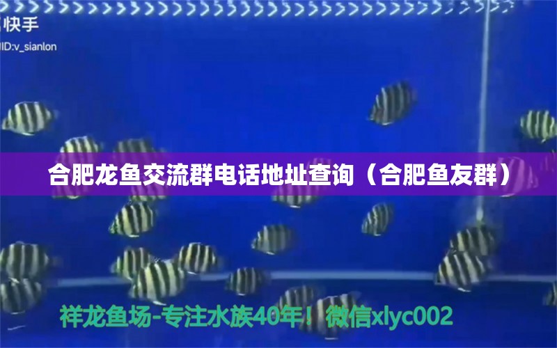 合肥龍魚交流群電話地址查詢（合肥魚友群） 觀賞魚水族批發(fā)市場