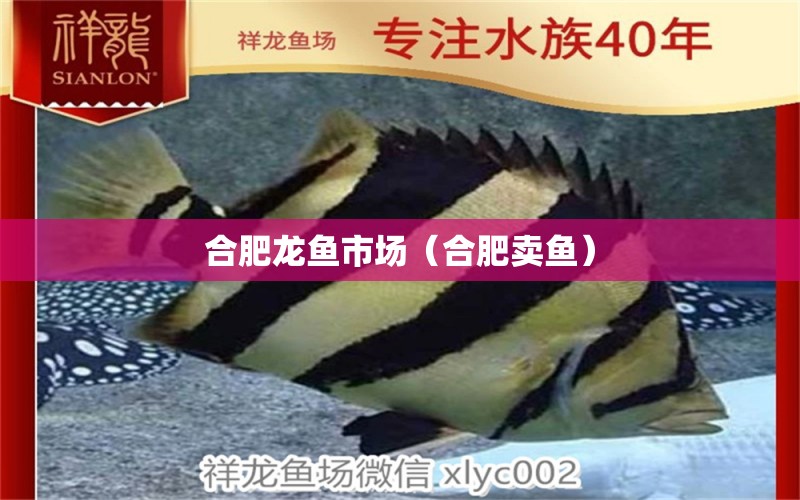 合肥龍魚市場（合肥賣魚） 魚缸水泵