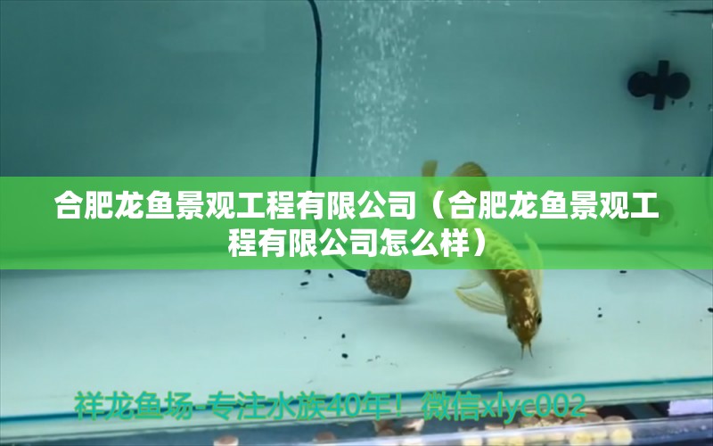 合肥龍魚(yú)景觀工程有限公司（合肥龍魚(yú)景觀工程有限公司怎么樣） 全國(guó)水族館企業(yè)名錄