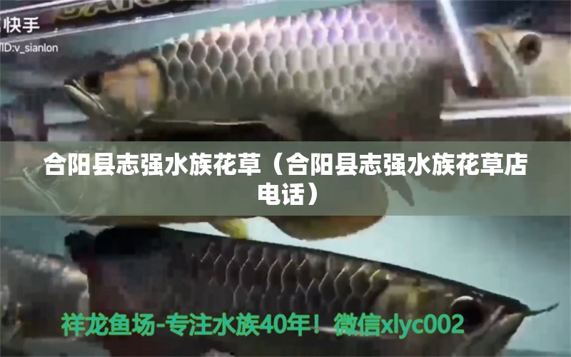 合陽(yáng)縣志強(qiáng)水族花草（合陽(yáng)縣志強(qiáng)水族花草店電話）