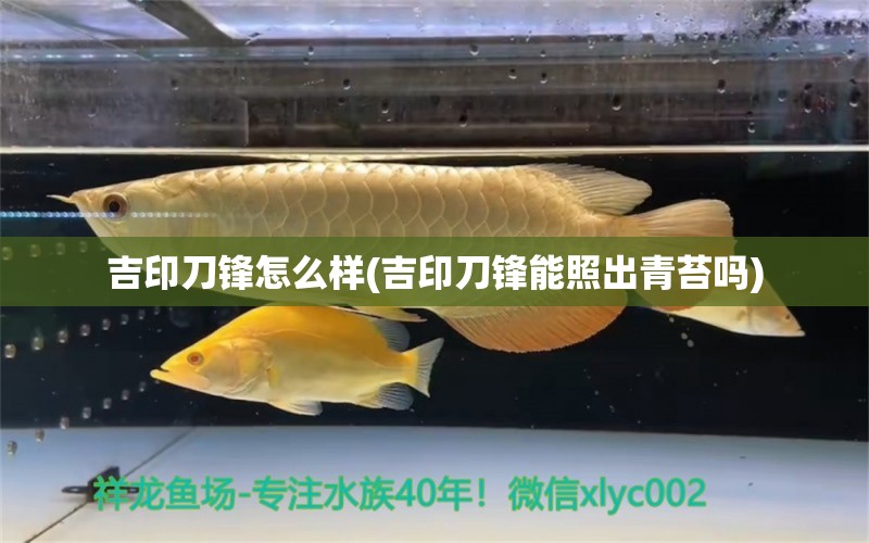 吉印刀鋒怎么樣(吉印刀鋒能照出青苔嗎)