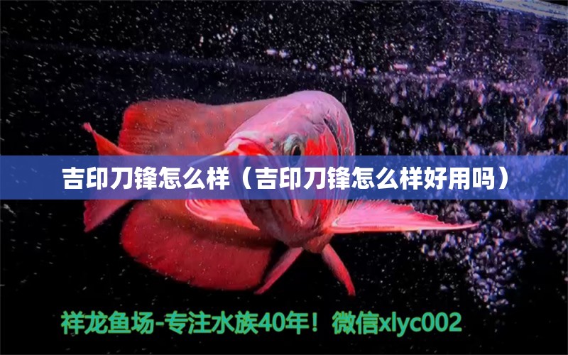 吉印刀鋒怎么樣（吉印刀鋒怎么樣好用嗎） 吉印水族