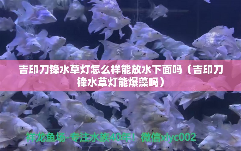 吉印刀鋒水草燈怎么樣能放水下面嗎（吉印刀鋒水草燈能爆藻嗎） 吉印水族