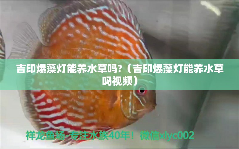 吉印爆藻燈能養(yǎng)水草嗎?（吉印爆藻燈能養(yǎng)水草嗎視頻）