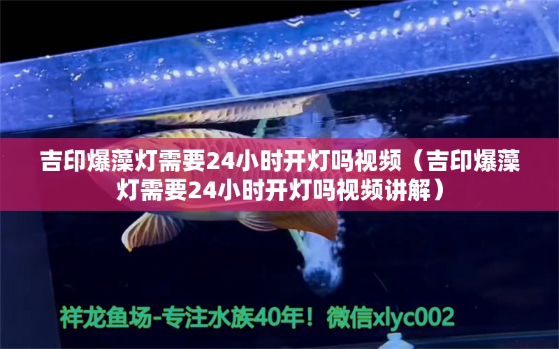 吉印爆藻燈需要24小時開燈嗎視頻（吉印爆藻燈需要24小時開燈嗎視頻講解） 吉印水族