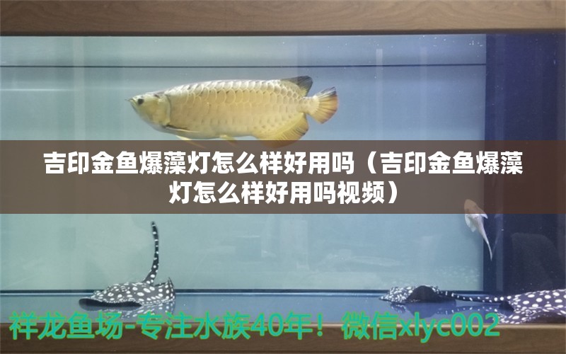 吉印金魚爆藻燈怎么樣好用嗎（吉印金魚爆藻燈怎么樣好用嗎視頻）