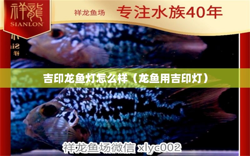 吉印龍魚燈怎么樣（龍魚用吉印燈）