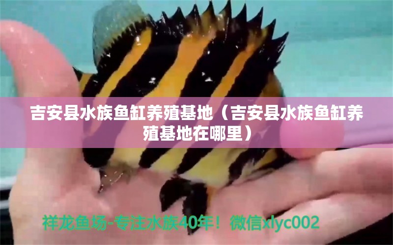 吉安縣水族魚缸養(yǎng)殖基地（吉安縣水族魚缸養(yǎng)殖基地在哪里）