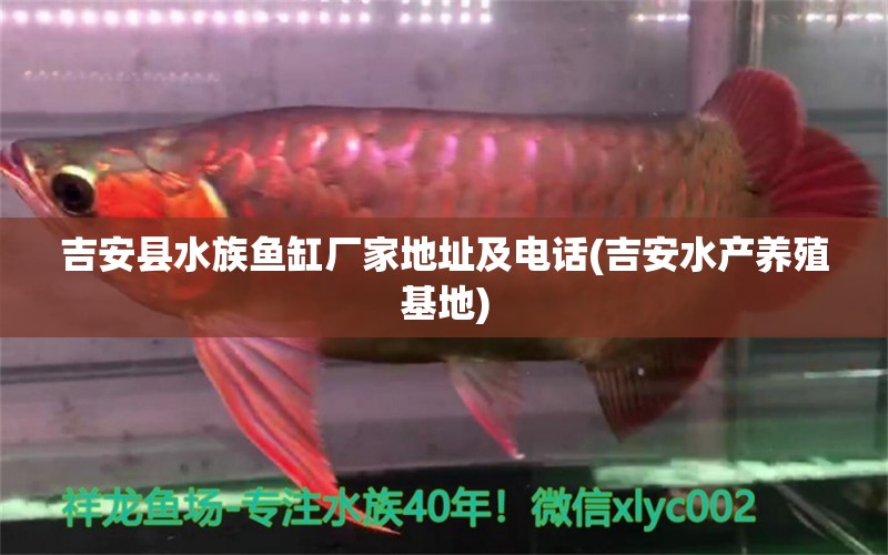 吉安縣水族魚缸廠家地址及電話(吉安水產(chǎn)養(yǎng)殖基地)