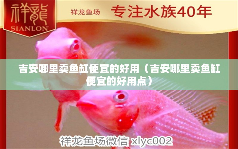 吉安哪里賣魚缸便宜的好用（吉安哪里賣魚缸便宜的好用點） 大日玉鯖魚