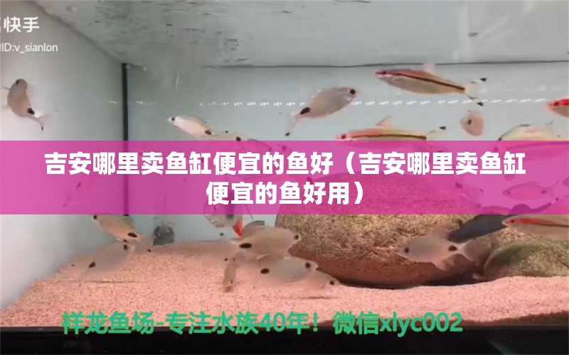 吉安哪里賣魚缸便宜的魚好（吉安哪里賣魚缸便宜的魚好用） 祥龍魚藥系列