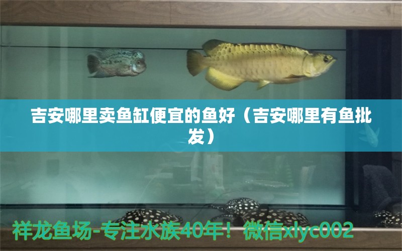 吉安哪里賣魚缸便宜的魚好（吉安哪里有魚批發(fā)） 觀賞魚批發(fā)