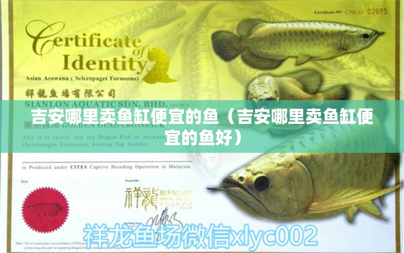 吉安哪里賣魚缸便宜的魚（吉安哪里賣魚缸便宜的魚好）