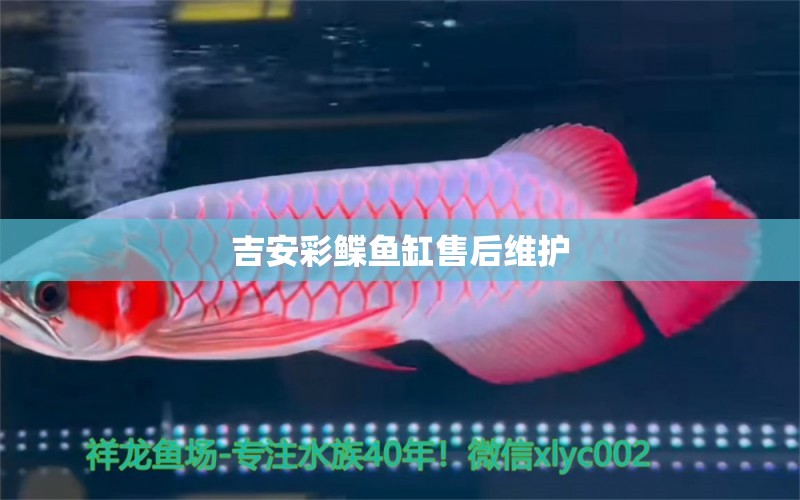 吉安彩鰈魚缸售后維護(hù) 彩鰈魚缸（彩蝶魚缸）